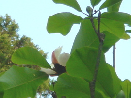 81cc035d.jpg