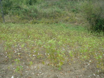 DSC00378