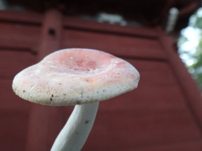DSC02099