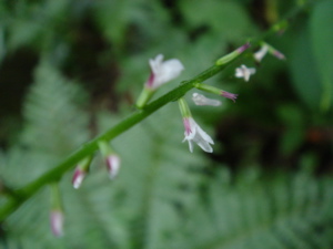 DSC00415