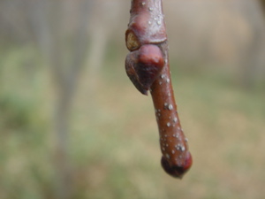 c3323505.jpg
