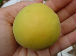 cdcc5504.jpg