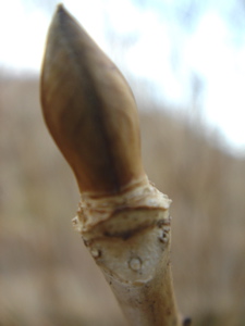 ce303853.jpg