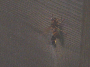 ffc31139.jpg