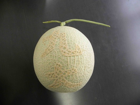世界にたった1個のメロン : 蔬菜・花卉研究室 ブログ