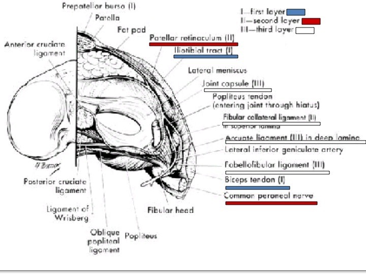 解剖学㊤㊦ 膝後外側構成体損傷 posterolateral rotational instability