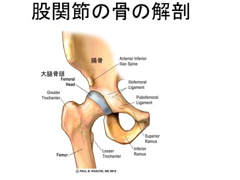 体操 新体操などでおこる股関節不安定による股関節唇損傷