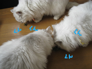 BlogPaint