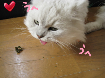 BlogPaint