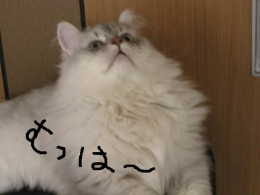 BlogPaint