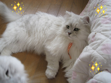 BlogPaint