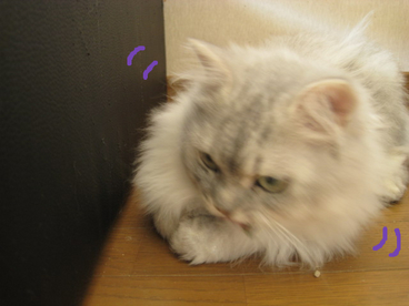 BlogPaint