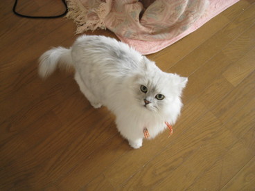 くー