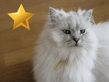 BlogPaint