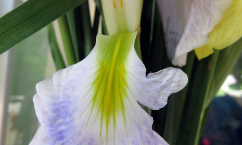 花菖蒲・あやめ・杜若・匂い菖蒲 : 折おりの記