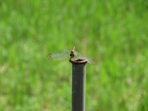 IMG_0068