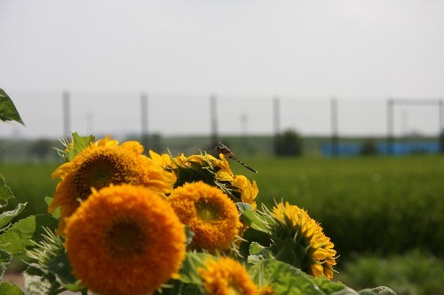 IMG_0532 500x333