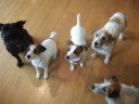 MY5DOGSDSCF3035_thumb.jpg