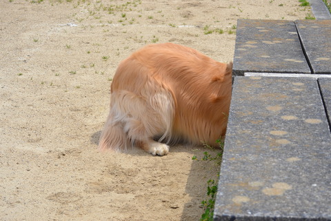 DSC_0132