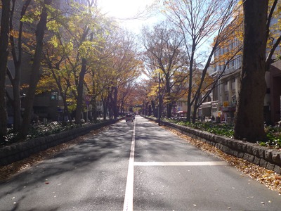 Fuchu_OPST_Fuchu_p_keyaki_100