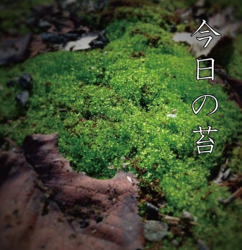 苔1030