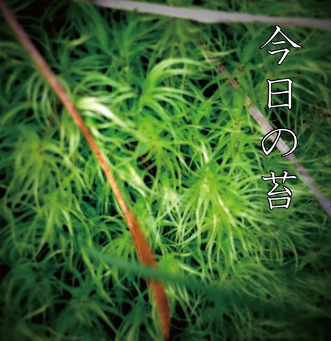 苔0916