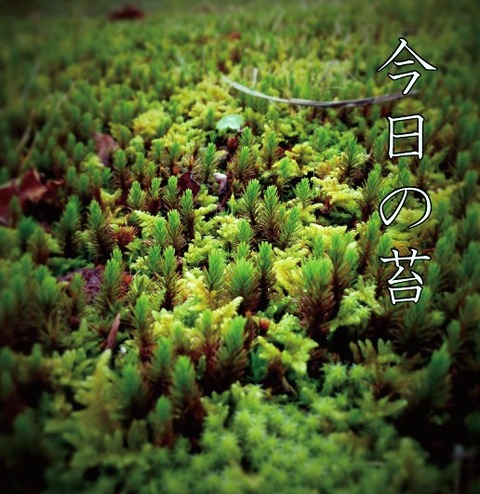 苔1125