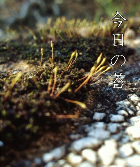 苔1130