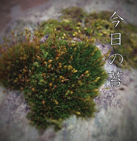 苔0126