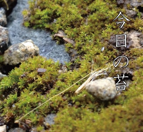 苔1227