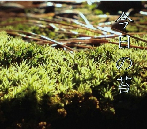 苔1225