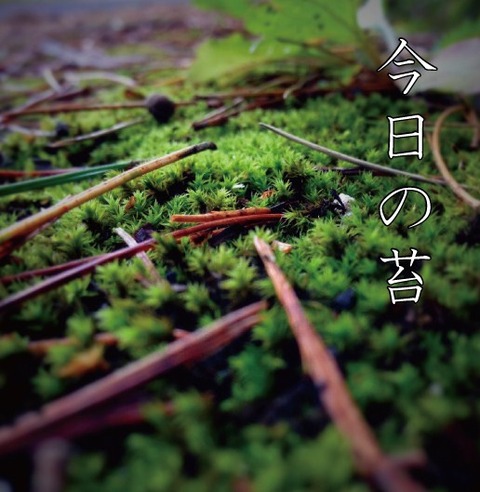 苔