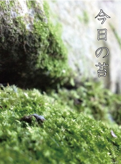 苔1223