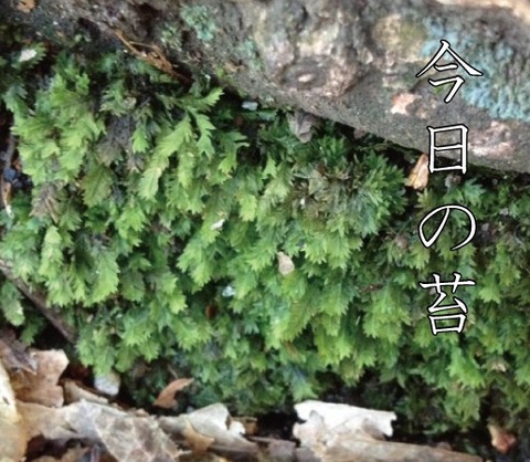 苔0120