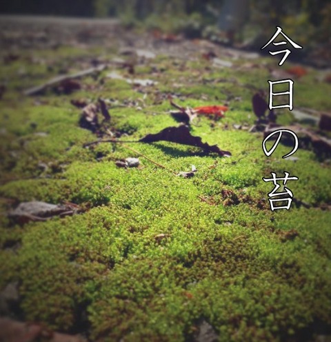 苔1029