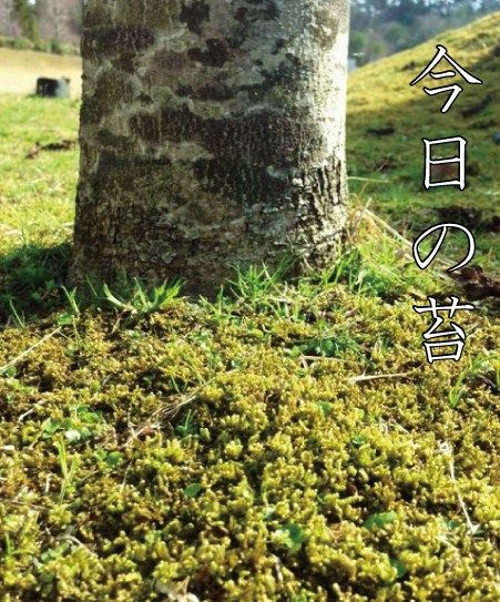 苔0405