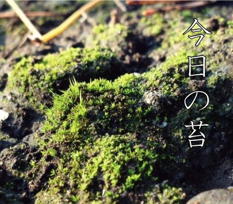 苔1127