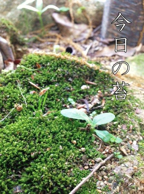 苔0427