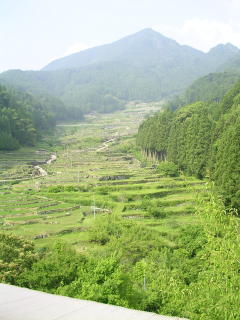 棚田