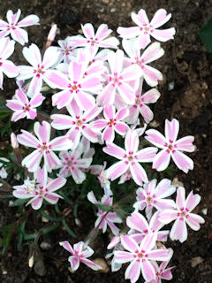 春花
