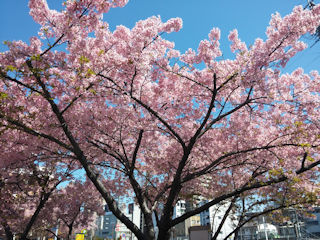 sakura2018