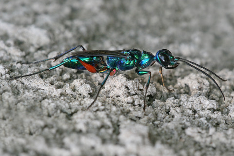 Ampulex_compressa_rotated