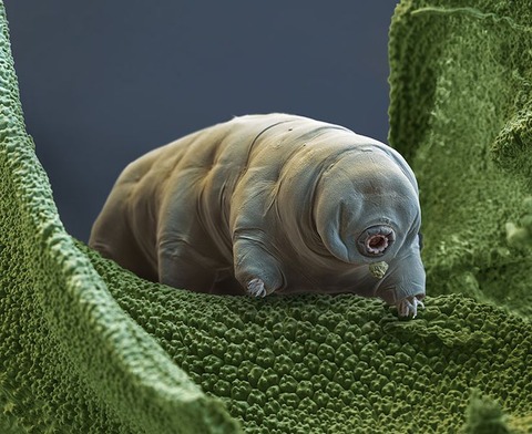fee949fc7233dbfde6cb030078185242--tardigrade-unique-animals