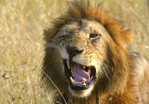lionsnarl