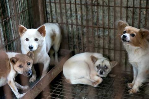 S+Korea+Dog+Meat+Farm+Sept+2015+600x400
