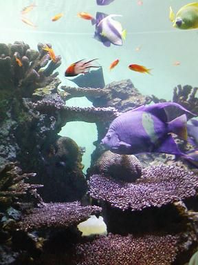葛西水族館