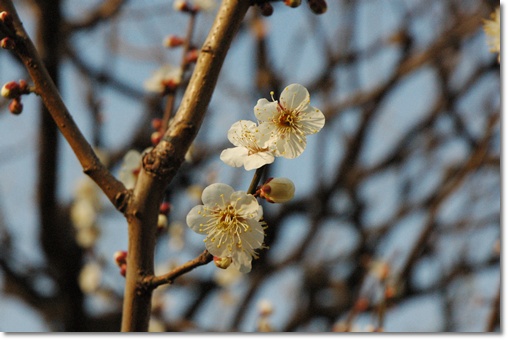 souther_20100203c