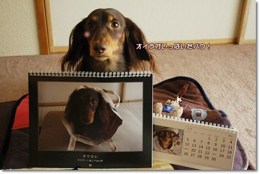 20101120g