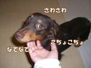 souther_20081116c