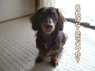 souther_20081204c
